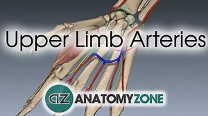 Upper Limb Arteries - Hand and Wrist - 3D Models, Video Tutorials & Notes | AnatomyZone