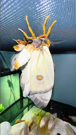 A beautiful moth hatched! #moths #insects #butterfly