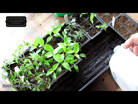 Seed Starting Tomatoes & Peppers Indoors: Why, When & How, Cell Size, Fertilizing & More Explained