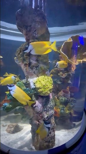 Espectacular Visita | Acuario Michin en Guadalajara #aquarium #mexicotravel #guadalajara