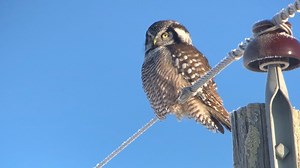 Top 11 birds to spot right now in Minnesota