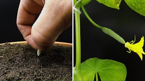 Cucumber Growing Timelapse – From Seed to Harvest | Boxlapse
