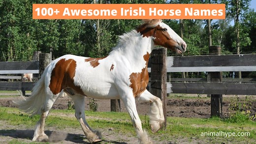 100  Awesome Irish Horse Names (With Meanings) - Animal Hype