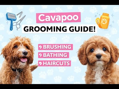 Cavapoo Grooming Guide: Brushing, Bathing, Haircuts & Coat Care Explained
