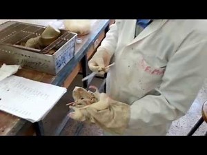 Pharmacology Practical: Intraperitoneal injection in rats