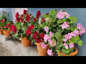 Pelargonium Care: Propagation, Bushy Growth, Summer Tips & Heavy Flowering Guide |