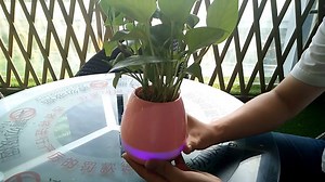 7.9K views · 15 reactions | Music plant pot with wireless bluetooth connection. It has multi color light function and you can play the rhythms you like by touching the leaves of the plants. For more information contact us on 0711 845554 or visit one of our branches. kshs 1500 | Organized Planet | Facebook