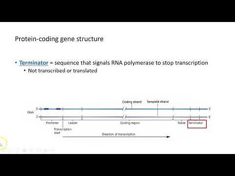 Structure of Protein-Coding Genes