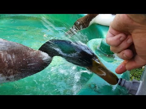 Duck Pen Revamp with improved pond filter.