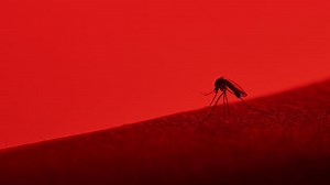 How AI could predict disease outbreaks