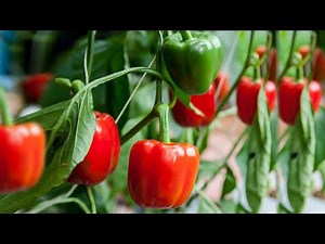 Hydroponics: The Future of Farming