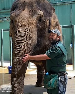 How do you x-ray a two tonne animal? | Perth Zoo