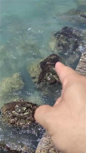 Lab Report in a Nutshell 144 (Algae Depth)