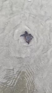 74K views · 2.5K reactions | We're already two weeks into sea turtle season!  A huge thank you to the Sea Turtle Patrol Hilton Head Island for their dedication to protecting these incredible creatures. Here's how you can help:  Turn off lights at night  Close window shades  Fill in holes on the beach  Do not disturb any nests you may find Let’s all do our part to keep these amazing animals safe! IG: hhiseaturtle | Visit Hilton Head | Facebook