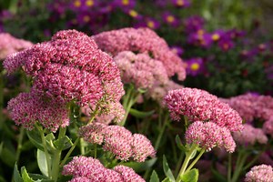 7 Best Perennials to Plant Around Your Mailbox