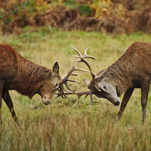 Conflict Resolution - Mindtools