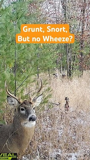 Buck Grunt, Snort, But no Wheeze?