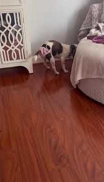 ROSIE - Available for Adoption - Triangle Beagle Rescue of NC