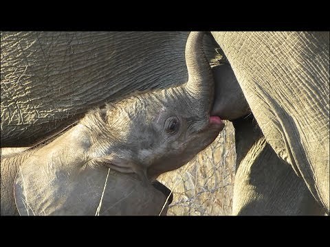 Small Baby Elephant Nursing