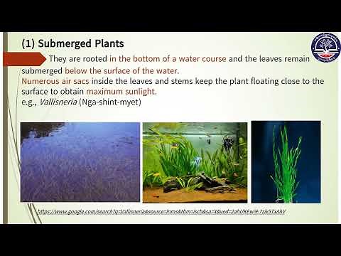 Grade 10 Biology, Chapter - 3, (Part 1)