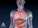 Asthma - 3D Medical Animation • Video • MEDtube.net