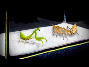Brown mantis VS Green mantis