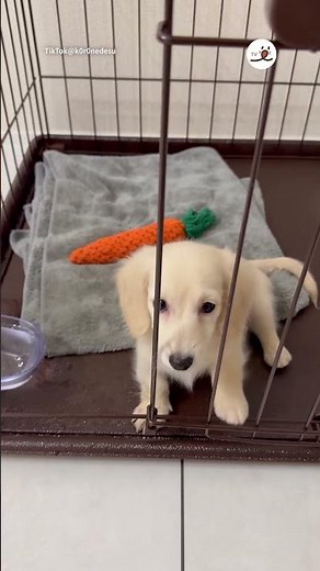 開いてるのに気づいてないワンコ｜PECO