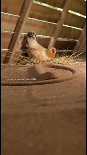 Mud Monster Python Attacks Hen’s Eggs — Vanishes Back Into the Ground!