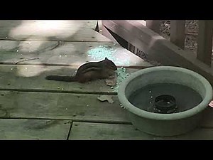 Chipmunk devouring taking poison to its nest. How to get rid of pests rodents rats mice moles