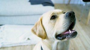 92 reactions · 41 shares | It is now! We are live on Kickstarter! Be one of the first to get the Go Dogo game: https://www.kickstarter.com/projects/godogo/go-dogo-mental-workout-for-dogs | Go Dogo | Facebook