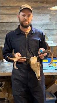 How to Fix Deer Antler Colour