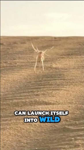 This Spider Can Bounce Like a Ball 🕷️⚡