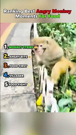 Ranking Best Angry Monkey Moments For Food #monkeymoments #angrymonkey