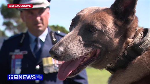 #EXCLUSIVE: A new police facility in Sydney's south is open and operational, but it's not for two-legged officers. #9News | 9 News Sydney