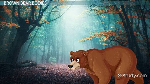Brown Bear Adaptations: Lesson for Kids