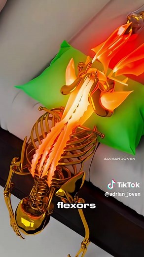 Unlock your back pain with this morning stretches💥 This simple bed position creates spinal traction, stretches deep hip muscles, and reduces tension on the sciatic nerve. #mobility #sciatica #anatomy #backpainrelief #posturefix