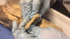 13 reactions | Our final Shark Week Dissection video focuses on the teeth and eyes of the spiny dogfish. | Discovery Place Science | Facebook