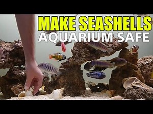 How to Clean Seashells for Aquarium SAFE shells