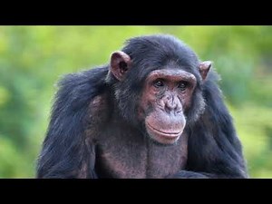 Best Wildlife Documentary 2024 | Footage of Animals in the Wild| Animals Kingdom| Nature Documentry