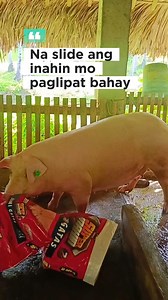 Lipat bahay 100 days at na slide pa nga 🐷🥲🥹 #MenAndThoPiggeryFarm #lipatbahay #Sowhouse #provincelifeofminay | Men and Tho Piggery Farm