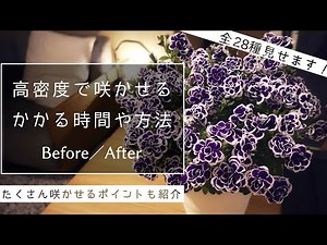【ペチュニア】満開までにかかる期間、たくさん咲かせるポイントを紹介・お花の成長ビフォーアフター集【春夏苗】