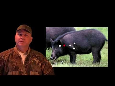 HOG HUNTING TIPS WHERE TO SHOOT HOGS