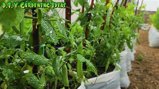 Top Vegetables to Grow in Containers – Perfect for Small Spaces