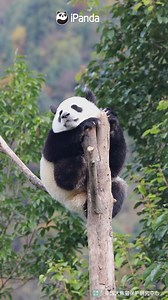 11K views · 2.7K reactions | Which animal do you think is cuter, koala or panda? What about the combination of koala and panda? #HiPanda #CCRCGP #PandaMoment For more panda information, please check out: https://en.ipanda.com | iPanda | Facebook