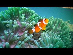 Finding Nemo Remake Part 28 Fishing Net