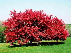 Trees with Non-Invasive Roots: Small, Evergreen   Shade Trees | Gardenine