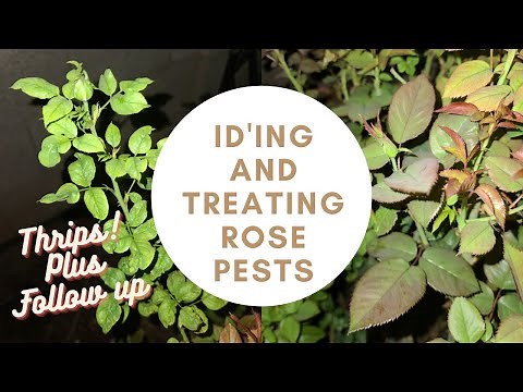 How to Treat Rose Pests; Identifying Thrips, Treatment & Follow Up