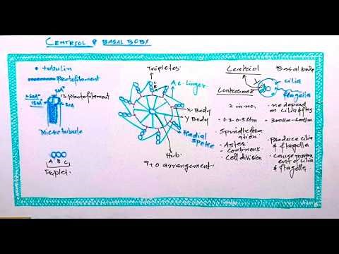 11. CENTRIOL BASAL BODY- CELL STRUCTURE & FUNCTION