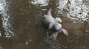 662K views · 8.9K reactions | Eeyore’s having one of those days where you just can’t win. #ChristopherRobin | Winnie the Pooh | Facebook