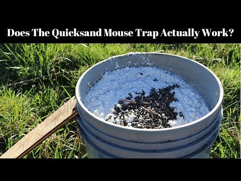 Does The Quicksand Mouse Trap Actually Work?